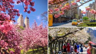 nyc-experiencing-a-‘moderate’-drought-—-and-it-may-shorten-cherry-blossom-season