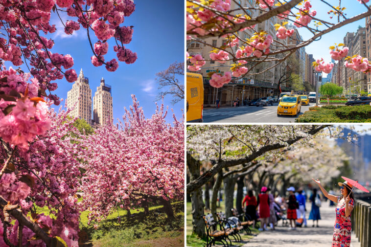 nyc-experiencing-a-‘moderate’-drought-—-and-it-may-shorten-cherry-blossom-season