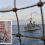 us-sailor-from-minesweeping-ship-headed-for-strait-of-hormuz-sidelined-by-monkey-attack,-officials-say 