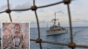 us-sailor-from-minesweeping-ship-headed-for-strait-of-hormuz-sidelined-by-monkey-attack,-officials-say 