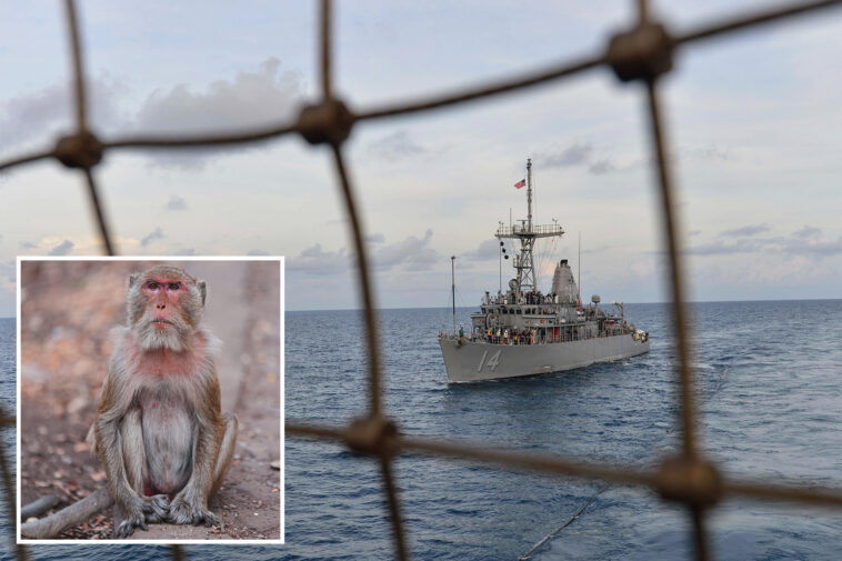 us-sailor-from-minesweeping-ship-headed-for-strait-of-hormuz-sidelined-by-monkey-attack,-officials-say 