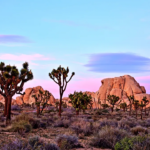 hiker-stumbles-on-human-skull-in-iconic-desert-as-mystery-grows-and-detectives-open-homicide-probe