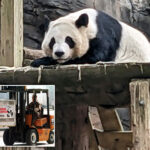 china-to-send-giant-pandas-to-zoo-atlanta