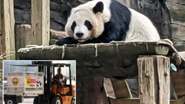 china-to-send-giant-pandas-to-zoo-atlanta