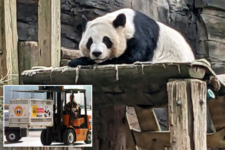 china-to-send-giant-pandas-to-zoo-atlanta