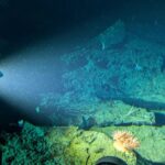 scientists-finally-identify-mysterious-‘golden-orb’-found-on-the-ocean-floor