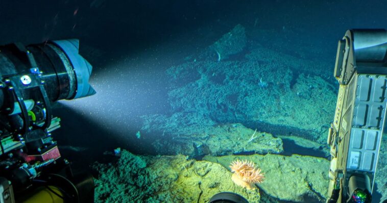 scientists-finally-identify-mysterious-‘golden-orb’-found-on-the-ocean-floor