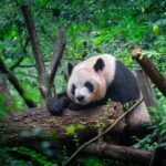 american-zoo-latest-beneficiary-of-china’s-‘panda-diplomacy’