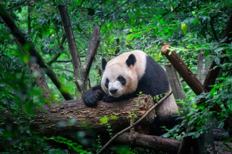 american-zoo-latest-beneficiary-of-china’s-‘panda-diplomacy’