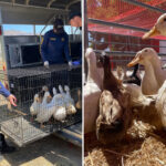 activists-erupt-as-rescued-ducks-are-sold-off-like-cheap-chicken