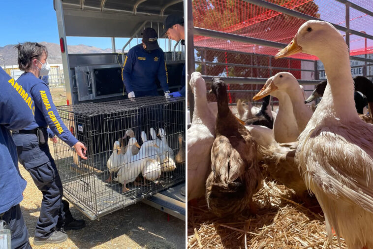 activists-erupt-as-rescued-ducks-are-sold-off-like-cheap-chicken