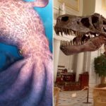 ‘gigantic’-ancient-octopus-used-jaws-to-crush-prey-and-hunted-alongside-the-dinosaurs-100m-years-ago:-study