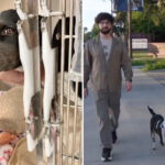 couple’s-dog-rushed-to-the-hospital-after-eating-meth-at-north-hollywood-park:-‘everybody-was-just-shocked’