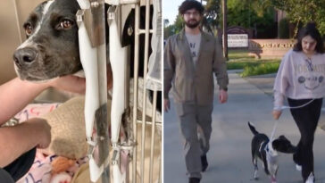 couple’s-dog-rushed-to-the-hospital-after-eating-meth-at-north-hollywood-park:-‘everybody-was-just-shocked’