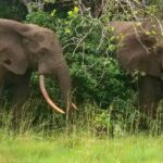 california-millionaire-trampled-to-death-by-elephants-while-on-african-hunting-expedition