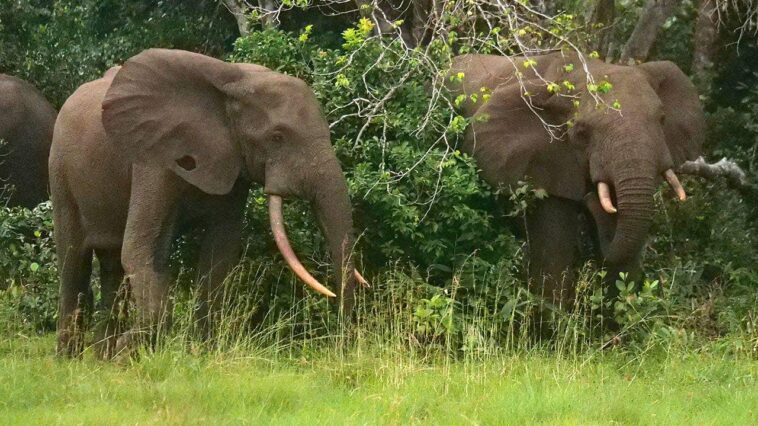 california-millionaire-trampled-to-death-by-elephants-while-on-african-hunting-expedition