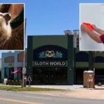 florida-‘slotharium’-shuttered-after-probe-found-31-sloths-died-in-‘worst-conditions-possible’