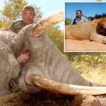 millionaire-big-game-hunter-from-us-trampled-to-death-by-five-elephants-while-eyeing-his-next-kill-in-africa