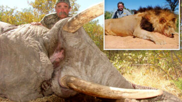 millionaire-big-game-hunter-from-us-trampled-to-death-by-five-elephants-while-eyeing-his-next-kill-in-africa