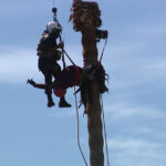 dramatic-footage-shows-daring-aerial-rescue-of-worker-stranded-atop-towering-palm-tree