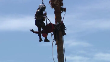 dramatic-footage-shows-daring-aerial-rescue-of-worker-stranded-atop-towering-palm-tree