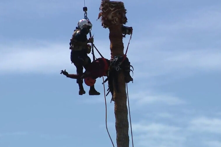 dramatic-footage-shows-daring-aerial-rescue-of-worker-stranded-atop-towering-palm-tree