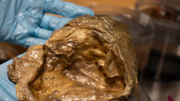 watch-—-‘secrets-of-the-deep’:-scientists-identify-‘golden-orb’-found-during-2023-ocean-exploration