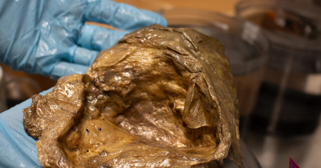 watch-—-‘secrets-of-the-deep’:-scientists-identify-‘golden-orb’-found-during-2023-ocean-exploration