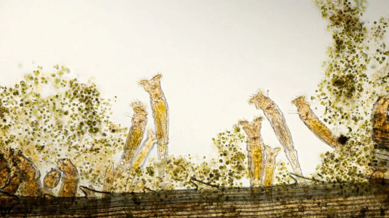 scientists-revive-ancient-24,000-year-old-‘zombie-worm’-from-arctic-ice-—-then-it-reproduced