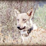 deadly-forest:-italian-authorities-investigate-poisoning-of-eighteen-wolves-in-national-park