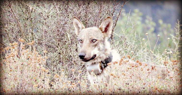 deadly-forest:-italian-authorities-investigate-poisoning-of-eighteen-wolves-in-national-park