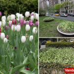 ‘disturbed’-man-decapitates-dozens-of-‘beautiful’-tulips-that-line-posh-park-avenue:-‘don’t-understand-it’
