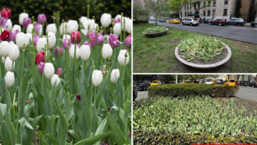 ‘disturbed’-man-decapitates-dozens-of-‘beautiful’-tulips-that-line-posh-park-avenue:-‘don’t-understand-it’