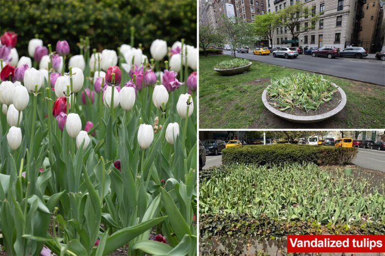‘disturbed’-man-decapitates-dozens-of-‘beautiful’-tulips-that-line-posh-park-avenue:-‘don’t-understand-it’