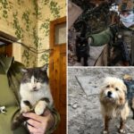 cat-and-dog-stranded-on-ukraine-front-lines-rescued-by-drone