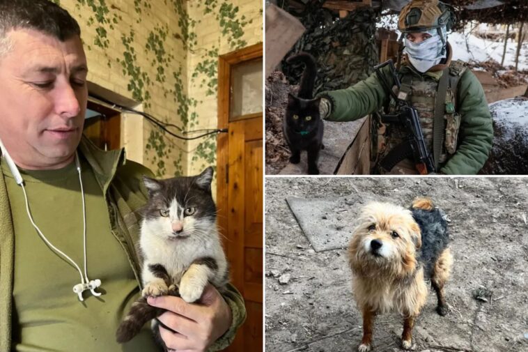 cat-and-dog-stranded-on-ukraine-front-lines-rescued-by-drone
