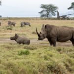 anti-poaching-conservationist-gored-to-death-by-2,900-pound-rhino-in-south-africa