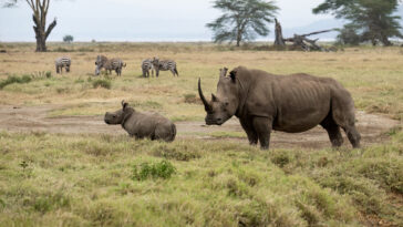 anti-poaching-conservationist-gored-to-death-by-2,900-pound-rhino-in-south-africa