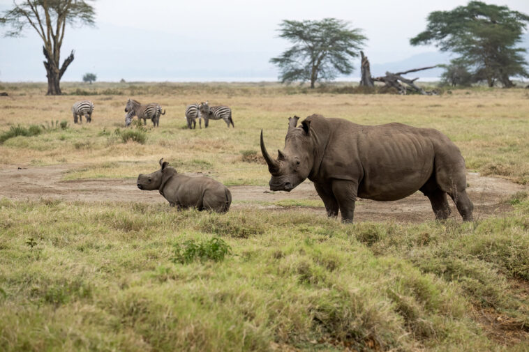 anti-poaching-conservationist-gored-to-death-by-2,900-pound-rhino-in-south-africa