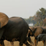 african-elephants-trample-skilled-california-hunter-to-death-as-he-pursued-elusive-antelope-in-gabon