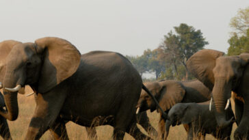 african-elephants-trample-skilled-california-hunter-to-death-as-he-pursued-elusive-antelope-in-gabon