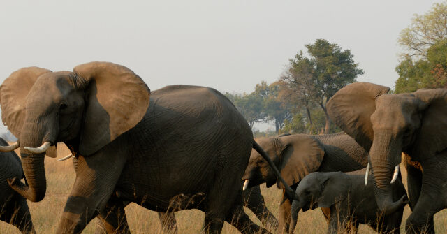 african-elephants-trample-skilled-california-hunter-to-death-as-he-pursued-elusive-antelope-in-gabon