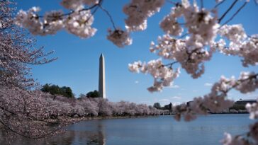 trump’s-dc-beautification-push-wins-rare-dem-praise-as-president-snaps-landmarks-back-to-life