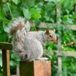 legendary-video-updated-as-man-who-collapsed-into-hysterics-over-squirrel-loose-in-office-addresses-embarrassing-viral-moment