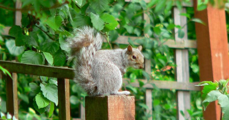 legendary-video-updated-as-man-who-collapsed-into-hysterics-over-squirrel-loose-in-office-addresses-embarrassing-viral-moment