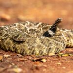 third-hiker-dead-as-snakebite-surge-sweeps-california