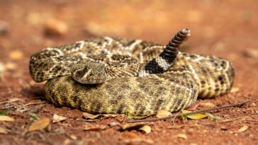third-hiker-dead-as-snakebite-surge-sweeps-california