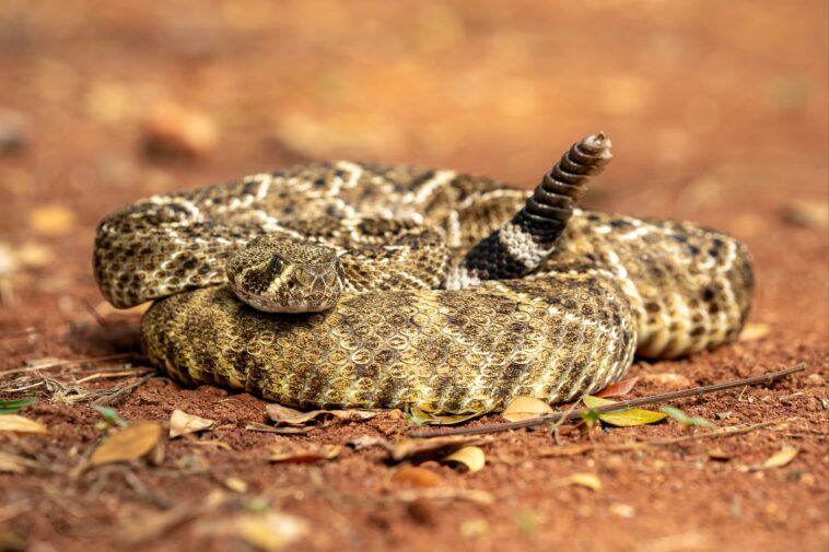 third-hiker-dead-as-snakebite-surge-sweeps-california