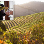 crisis-mode-napa-valley-chiefs-launch-major-shift-to-save-industry