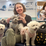 meet-the-nyers-saving-hundreds-of-adorable-dogs-from-ending-up-on-the-menu